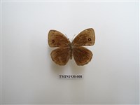 藏品(眉眼蝶)的圖片